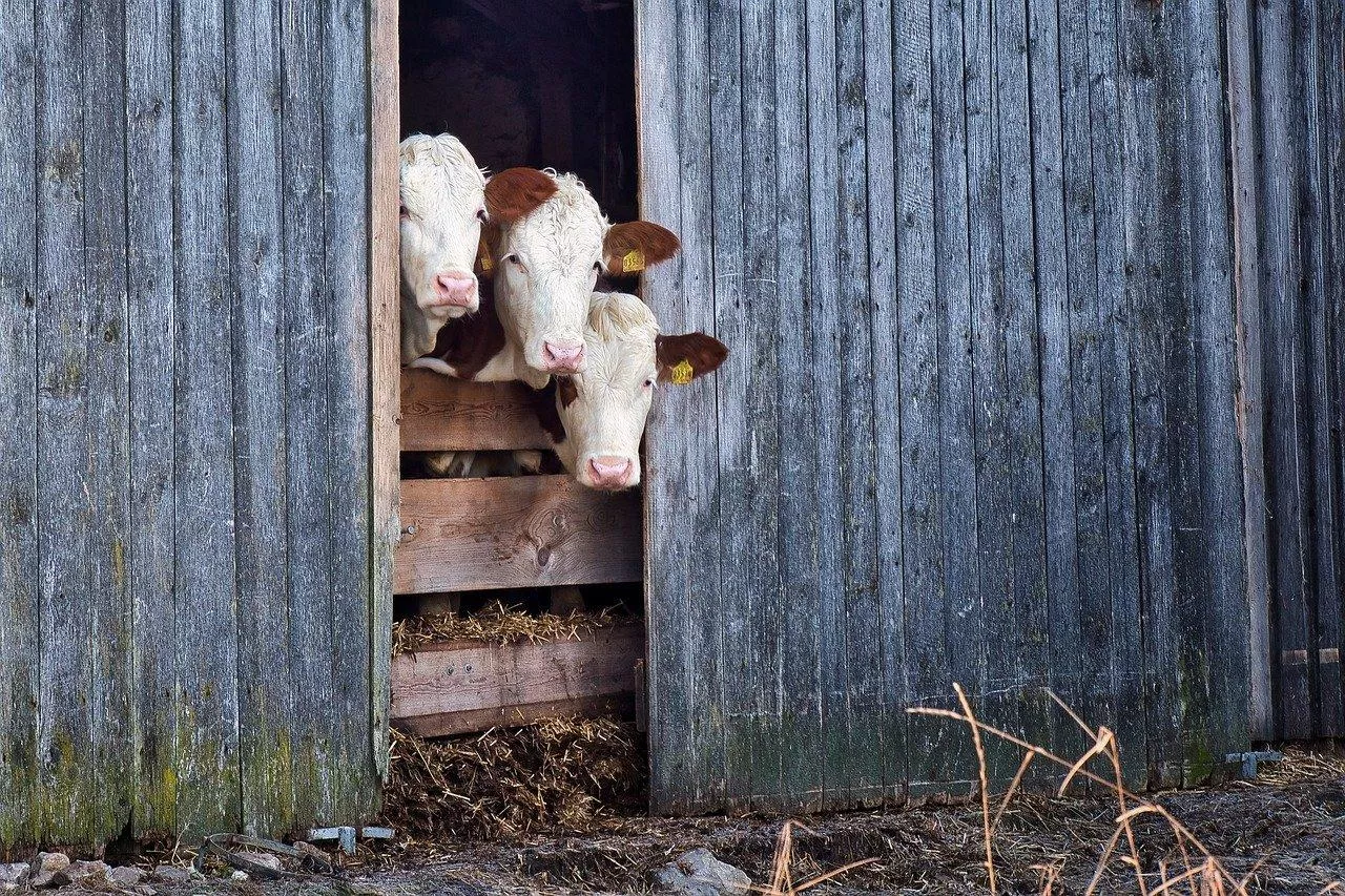 Rolnik ma problem ze sprzętem w oborze. Czy może dochodzić sowi racji z tytułu gwarancji lub rękojmi?