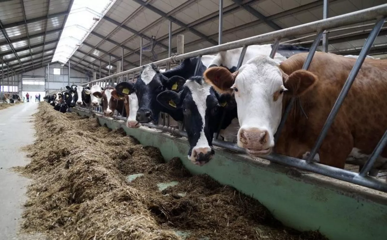 Ceny mleka mogą wzrosnąć o 12 proc. ”Zabraknie 10 mln ton”