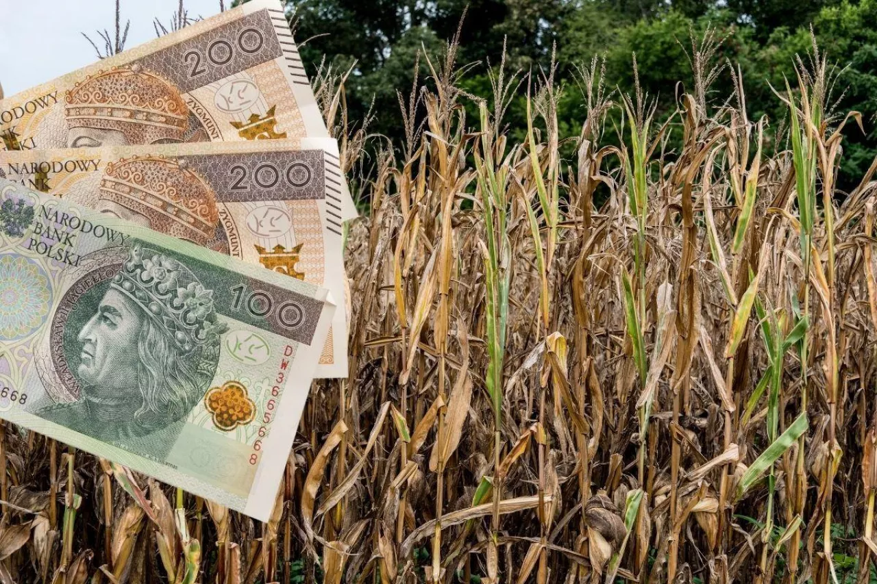 Pomoc suszowa 2024: ministerstwo rolnictwa podaje STAWKI i termin naboru