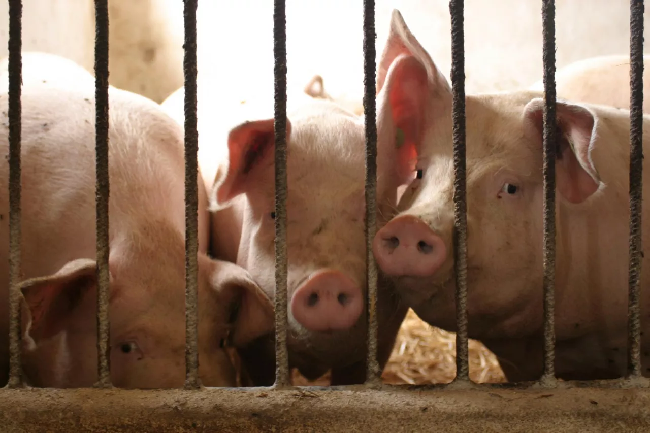 Rolnicy apelują do zakładów mięsnych. Chodzi o rezygnację z zakupów