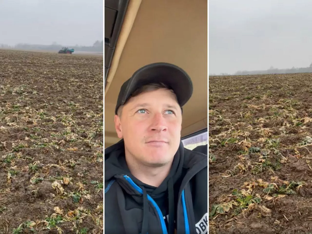 Rolnikowi z Podlasia żubry zryły rzepak. ”Przepędzam je po 12 godzin dziennie”