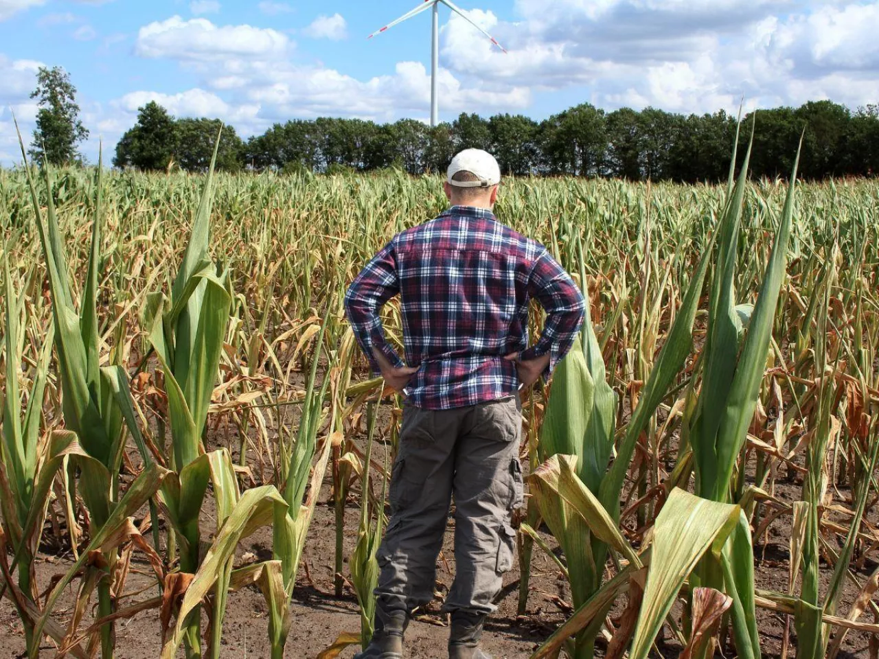 ​Susza była, aplikacja nie policzyła. ”Duże gospodarstwa dostaną 7 zł za hektar​”