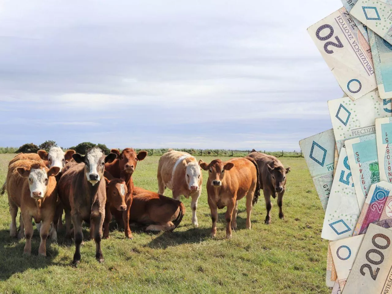Dodatkowe dopłaty do bydła 2025