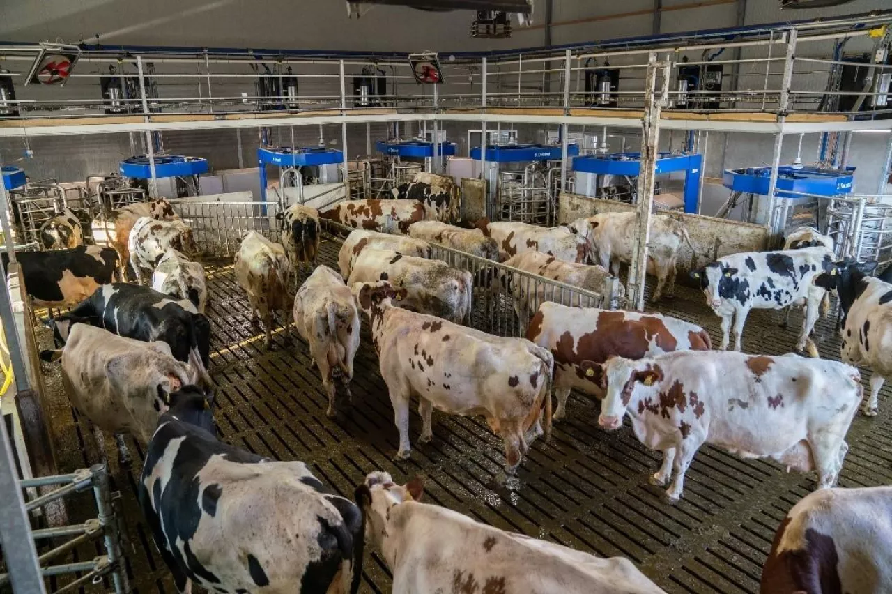 Dój grupowy DeLaval VMS™ w Boerderij De Boterpot, Merselo, Holandia