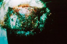 Choroba niebieskiego języka. Rolnicy nie chcą ponosić kosztów