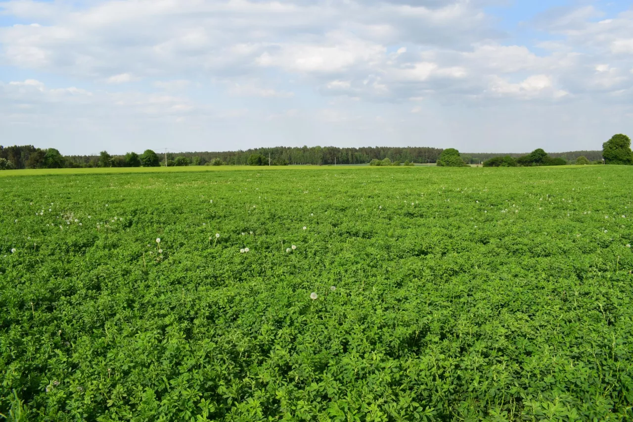 dopłaty do lucerny