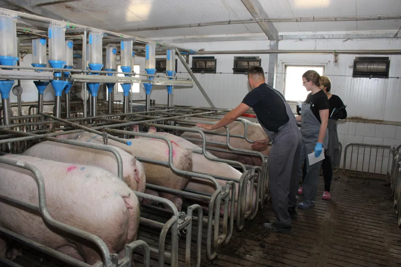 Aby uzyskiwać dobre wyniki w inseminacji loch, niezbędne są przemyślane praca w sektorze krycia oraz obserwacja zachowań loch już od pierwszego dnia po odsadzeniu prosiąt