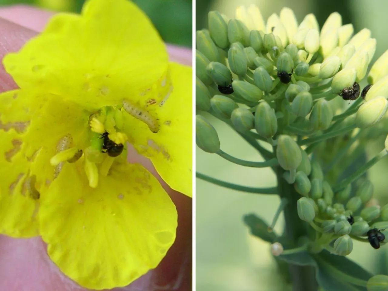 Ochrona rzepaku: kiedy zabieg na słodyszka? Jakie progi szkodliwości?