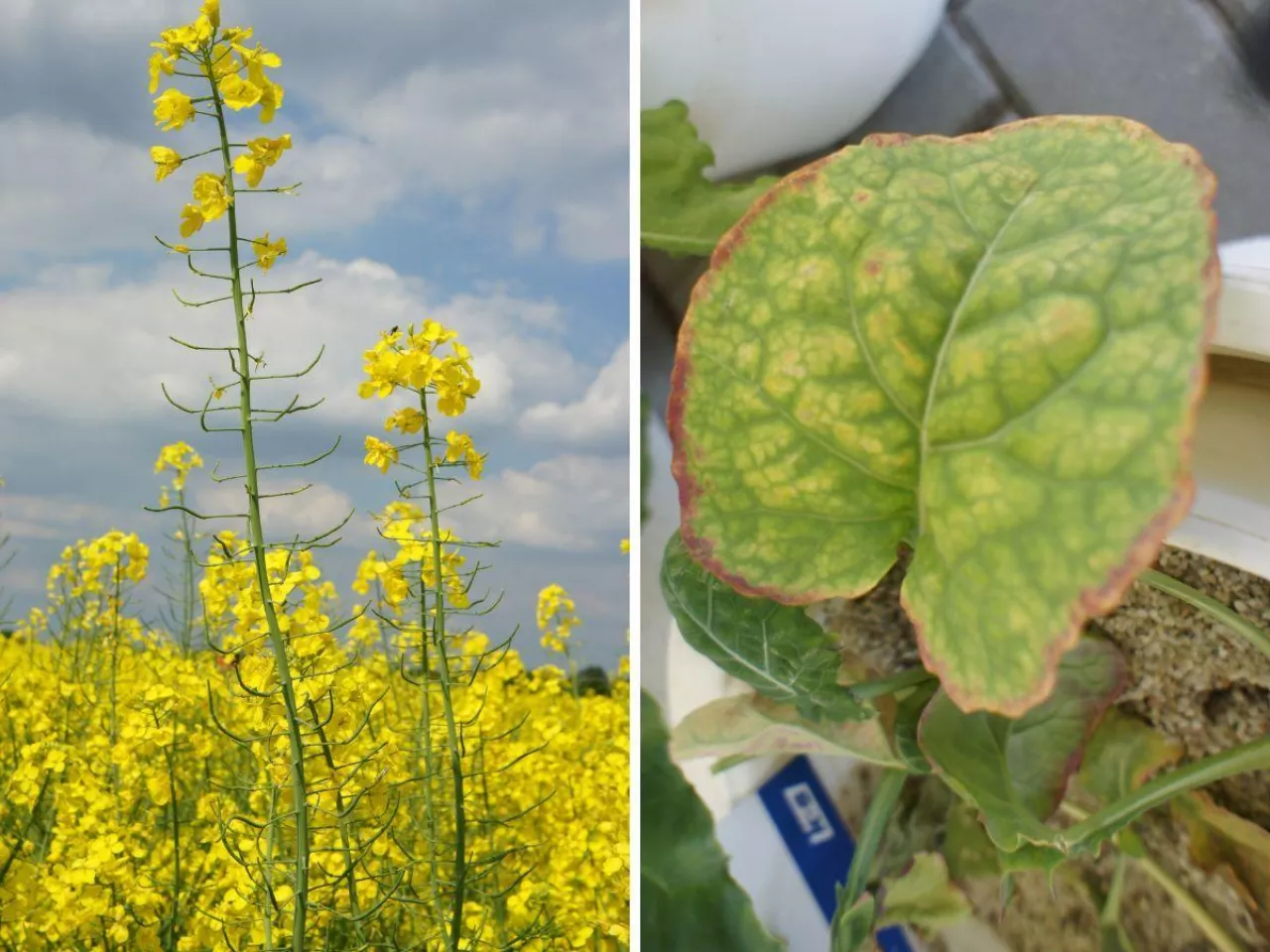 Dolistne dokarmianie rzepaku wiosną: kiedy i czym? Jaki azot?