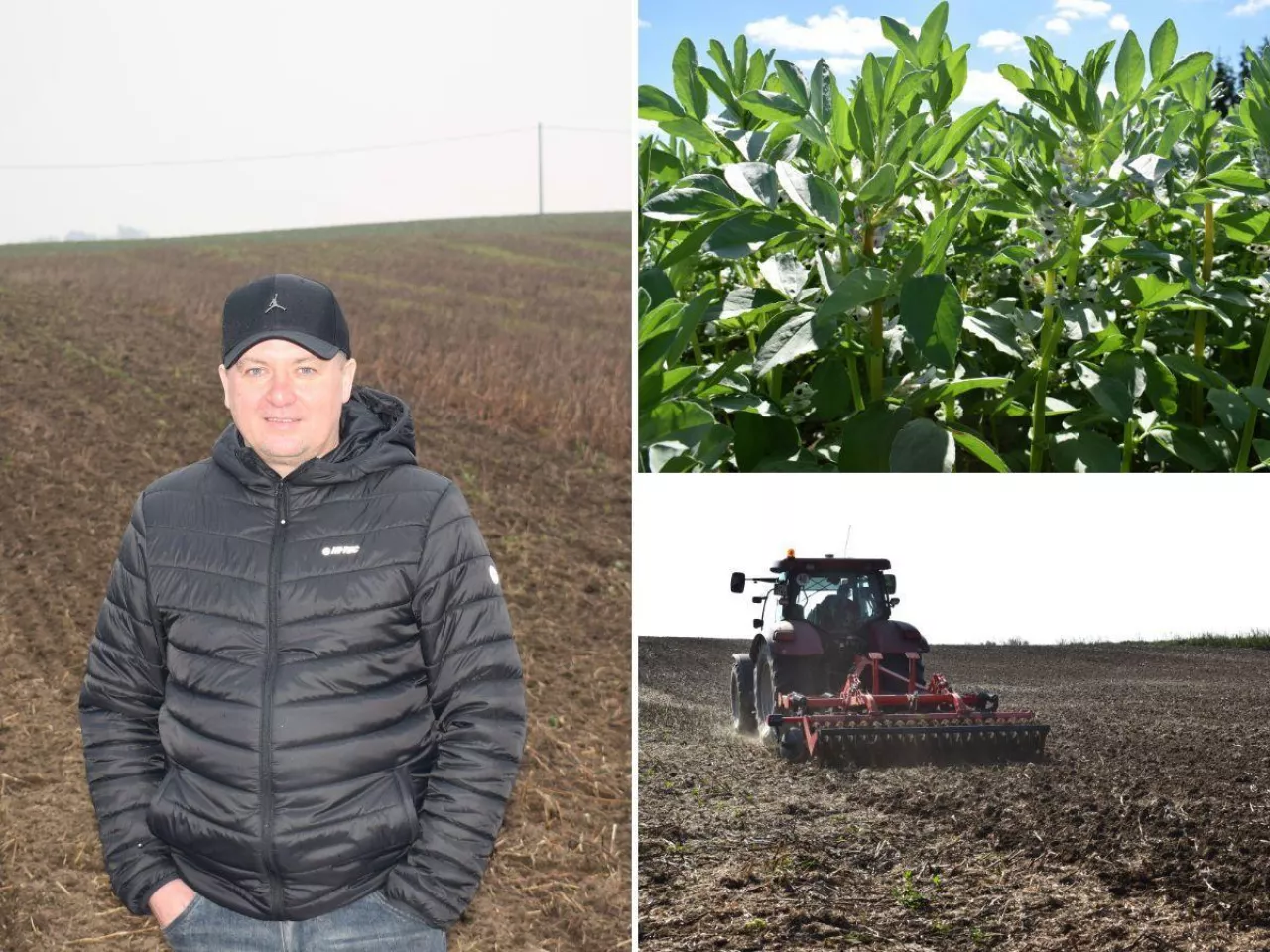 Rolnik z Warmii uprawia bobik. Jakie ma plony? Jakie odmiany wybrał?