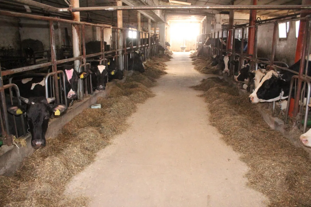 Krowy otrzymują PMR i premię zadawaną z ręki