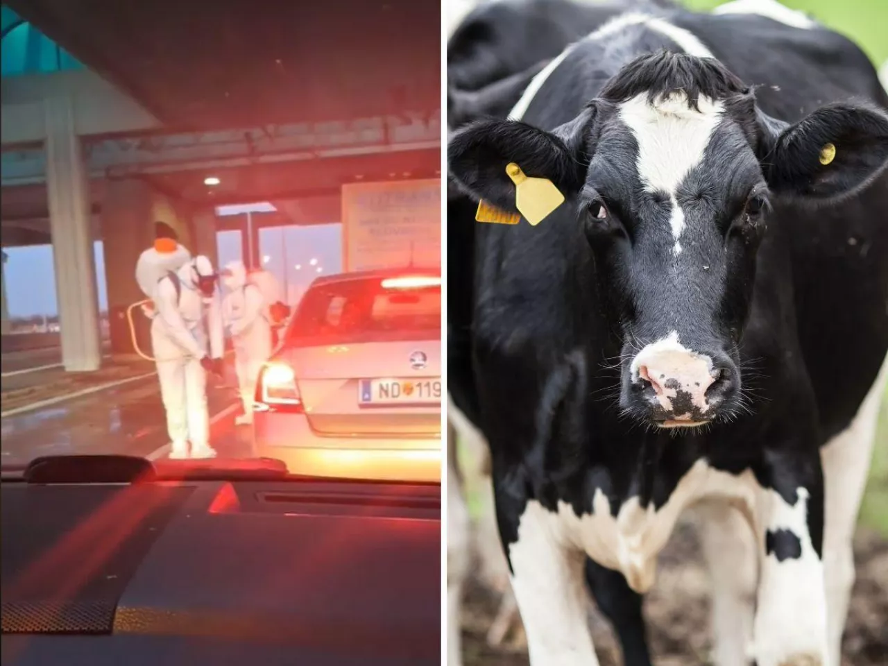 Pryszczyca realnie zagraża polskiemu rolnictwu