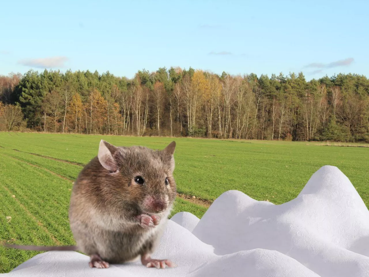 Myszy i nadmiar wody. Jak przezimowały oziminy w Wielkopolsce? [RAPORT Z PÓL]