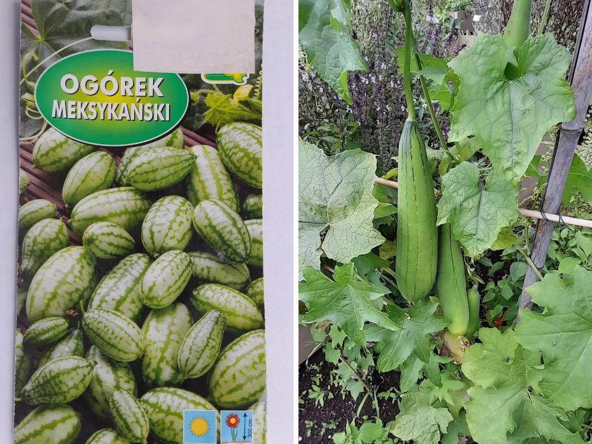 Dynie, ogórki, cukinie, arbuzy. Jak wyprodukować rozsadę? [PORADY]