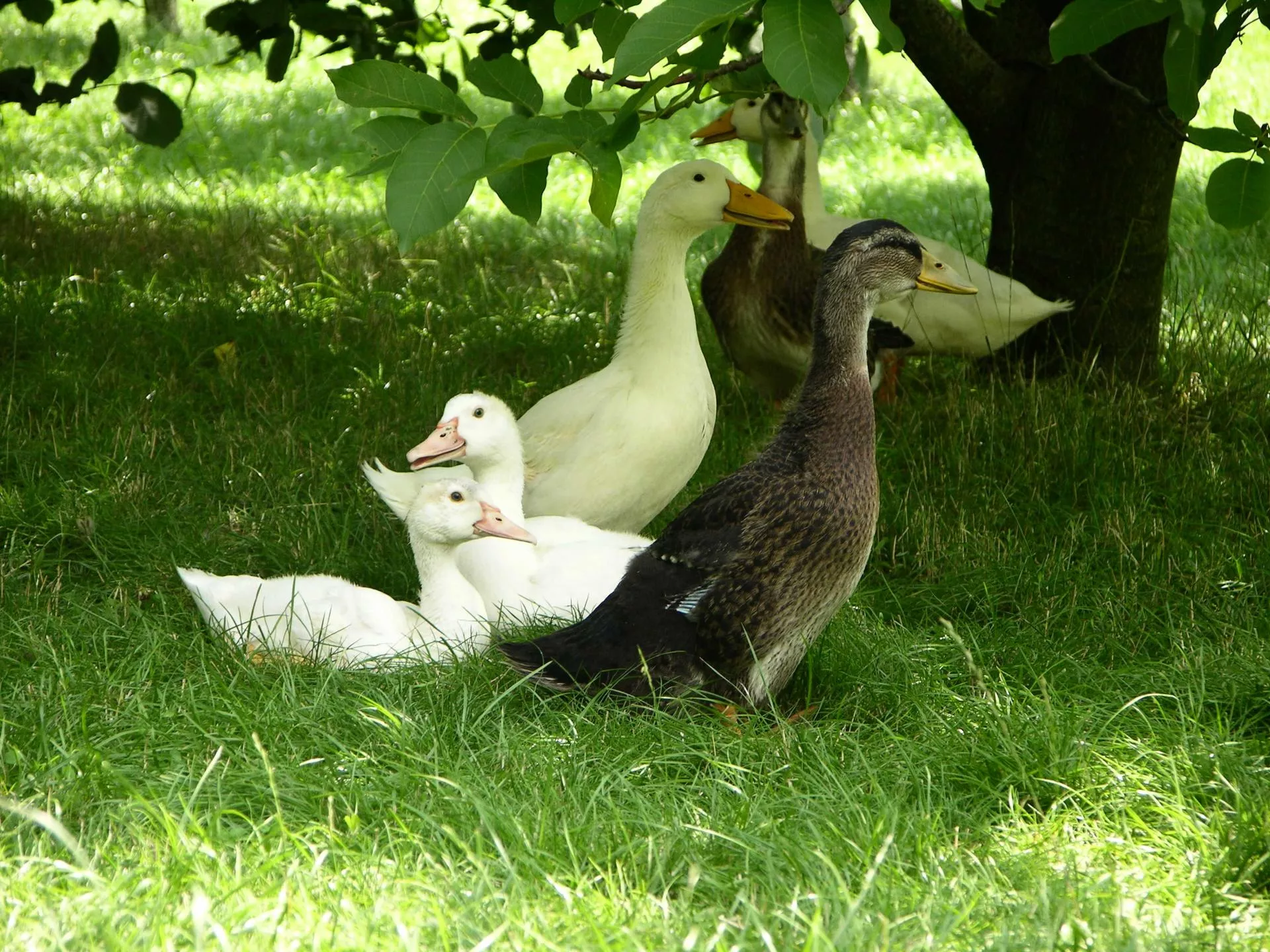 Hodowla kaczek: chów, pasze, utrzymanie