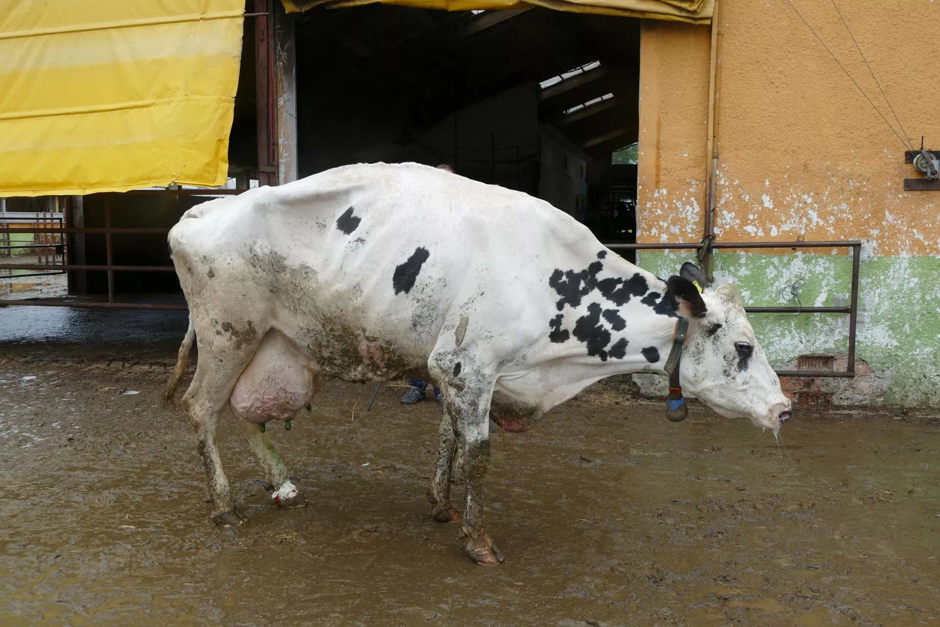 Przemieszczenie trawieńca u krowy: jakie przyczyny? Jak leczyć?