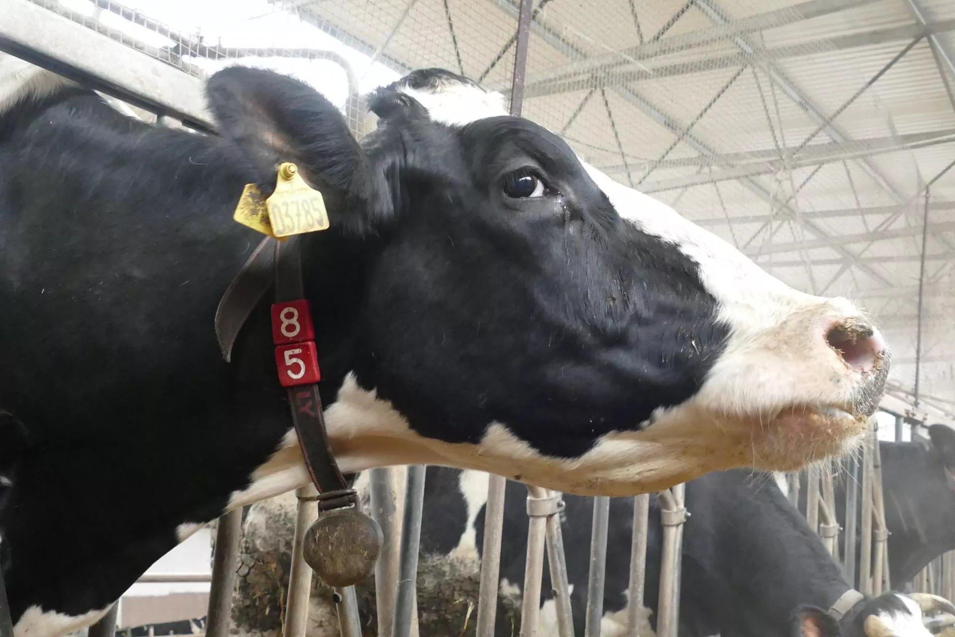 Żywienie krów: jakie zalety ma sproszkowany czosnek?