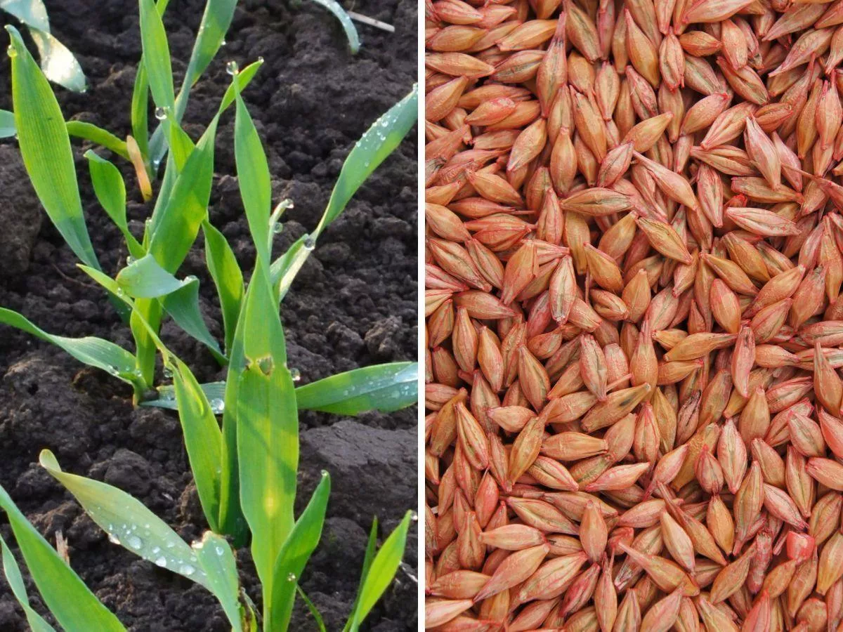 Plamistość siatkowa jęczmienia: jakie objawy? Kiedy pryskać?