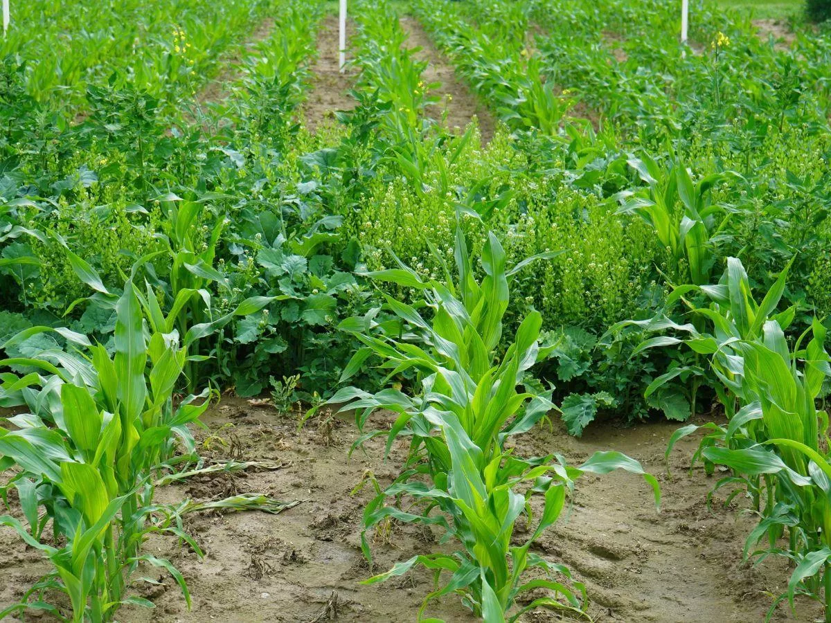 Jaki oprysk na chwasty w kukurydzy powschodowo?