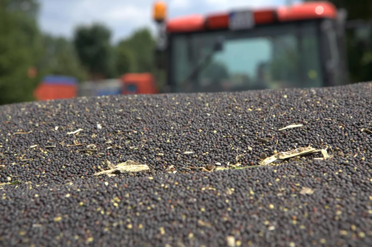 Ceny rzepaku w kontraktach na żniwa 2025 rosną