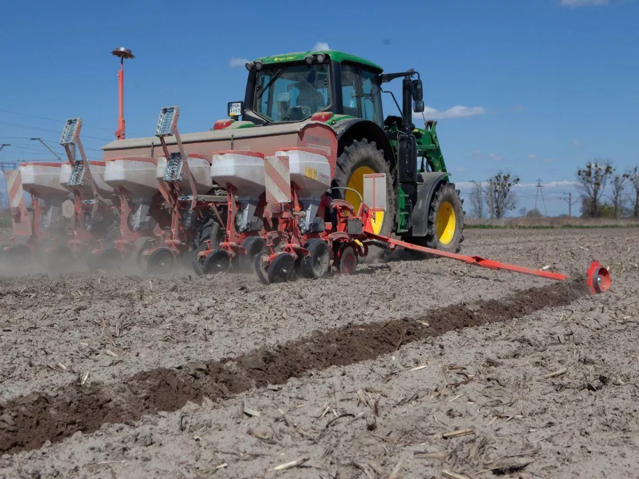 Siew kukurydzy: kiedy siać? Jaka temperatura?