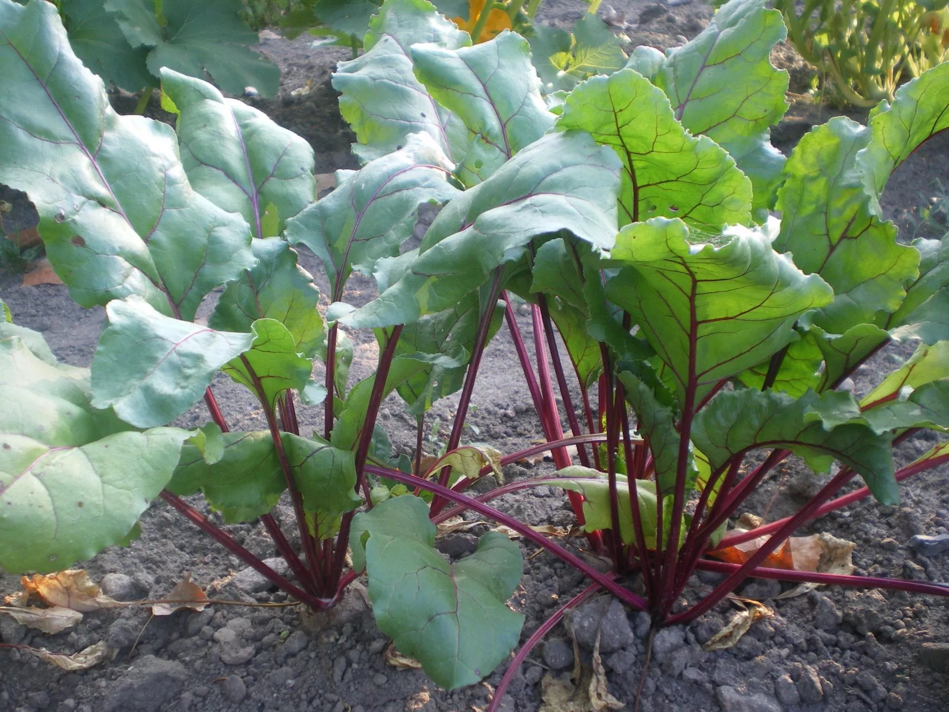 Jak i kiedy wysiewać warzywa do gruntu? [Krótki PORADNIK]