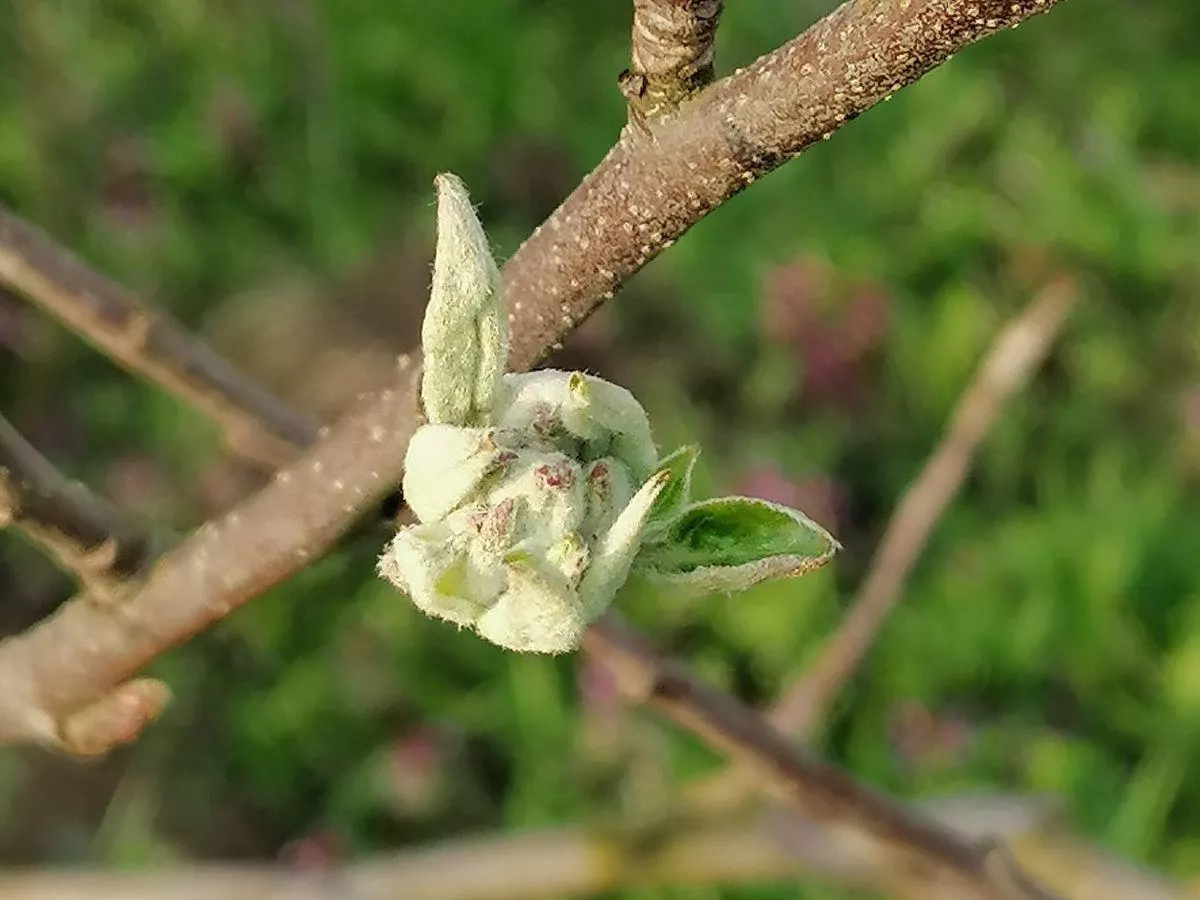 Jak naturalnie zwalczyć przędziorki w sadzie?