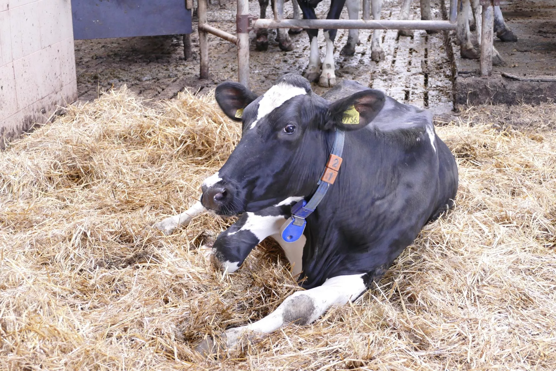Subkliniczna hipokalcemia u krów: pojawia się pierwsza i zwiastuje kolejne problemy