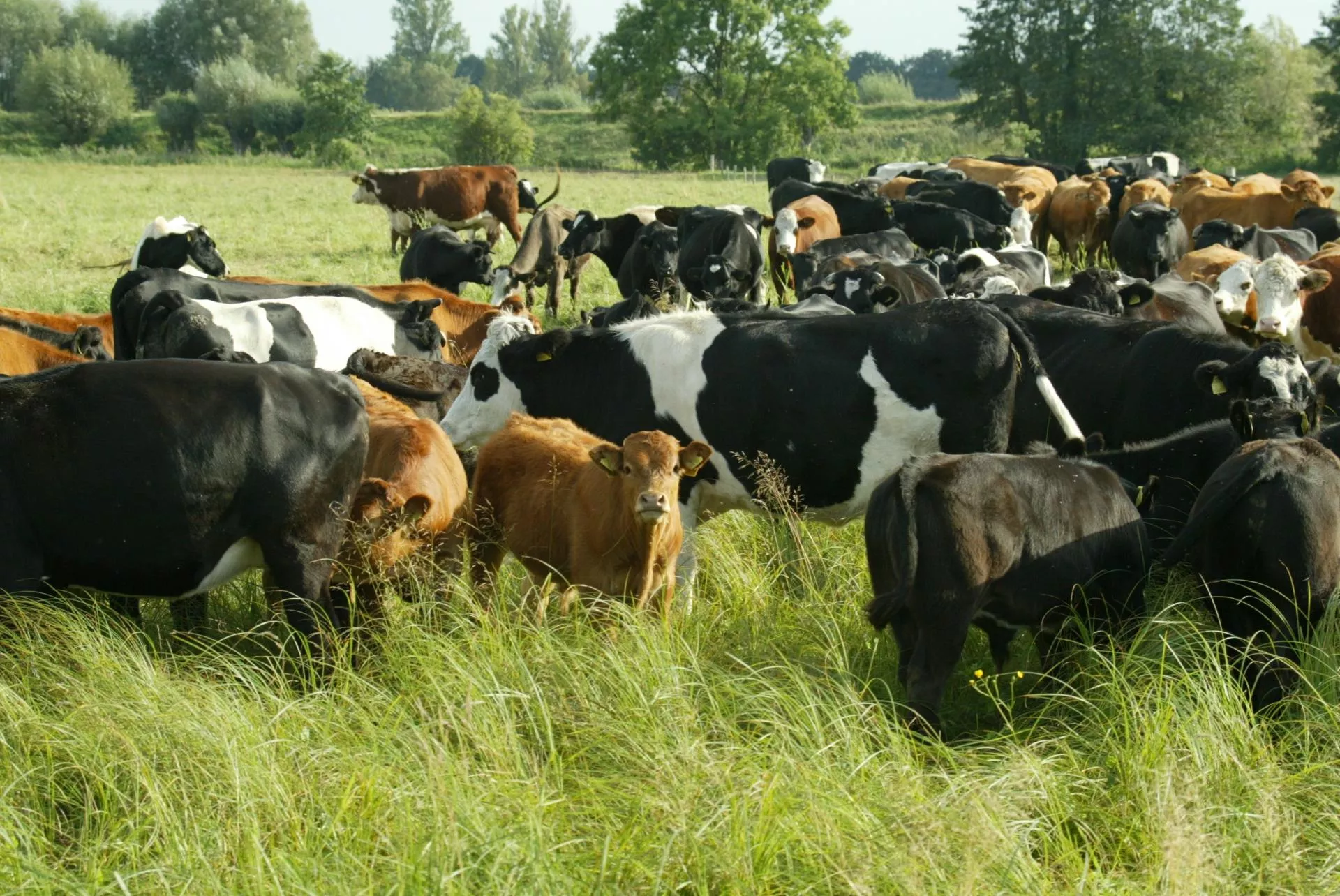 Ekoschematy: jak dobrze przygotować krowy do wypasu?