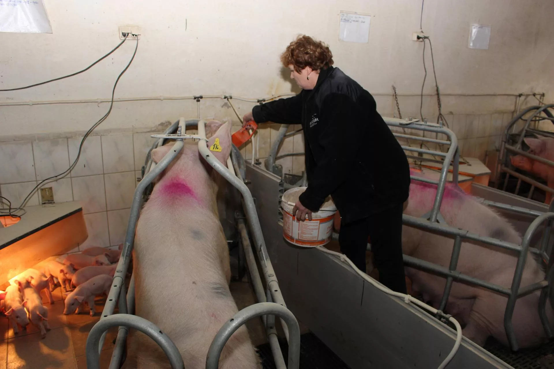 Żywienie loch przed i po porodzie: ile paszy powinny otrzymać?