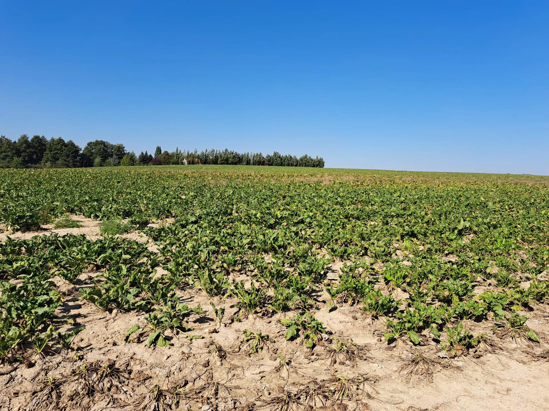 Susza zabrała rolnikom plony, ale pomocy nie dostaną. „Kiełbasa wyborcza im nie wyszła”