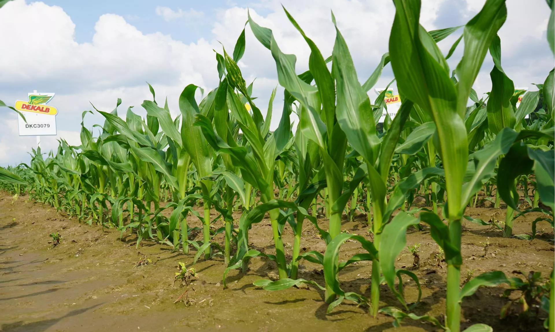 Odchwaszczanie kukurydzy: dlaczego warto dawkami dzielonymi?