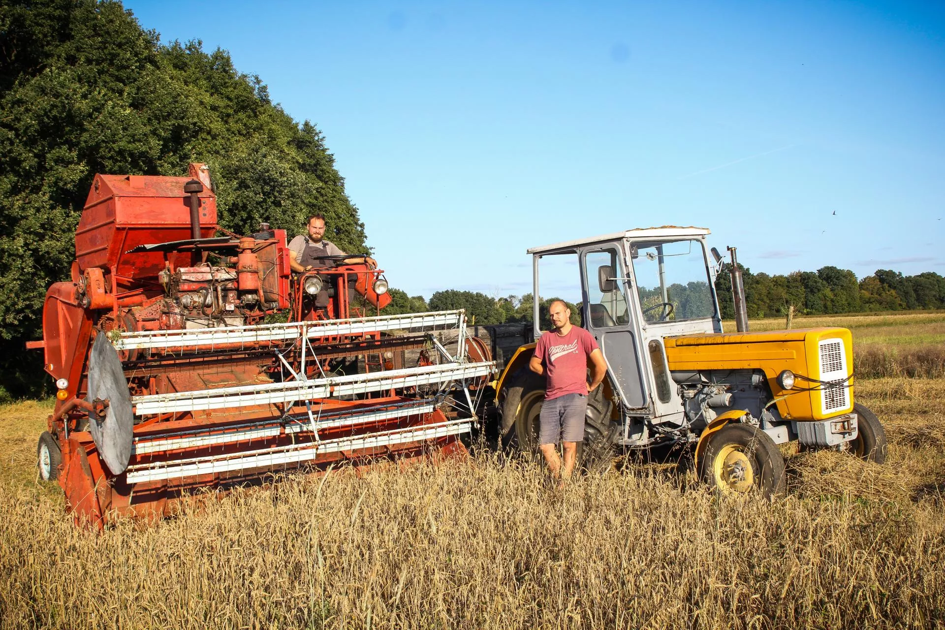 40-letni Ursus i kombajn Vistula. Rolnicy spod Stargardu pracują tylko maszynami z lat 80-tych