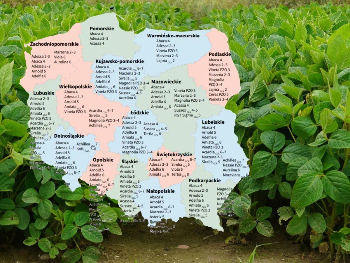 Soja: Lista Odmian Zalecanych na 2025 rok