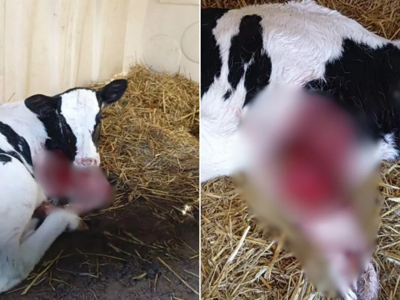 Kolejny atak wilków na zwierzęta gospodarskie na Podlasiu