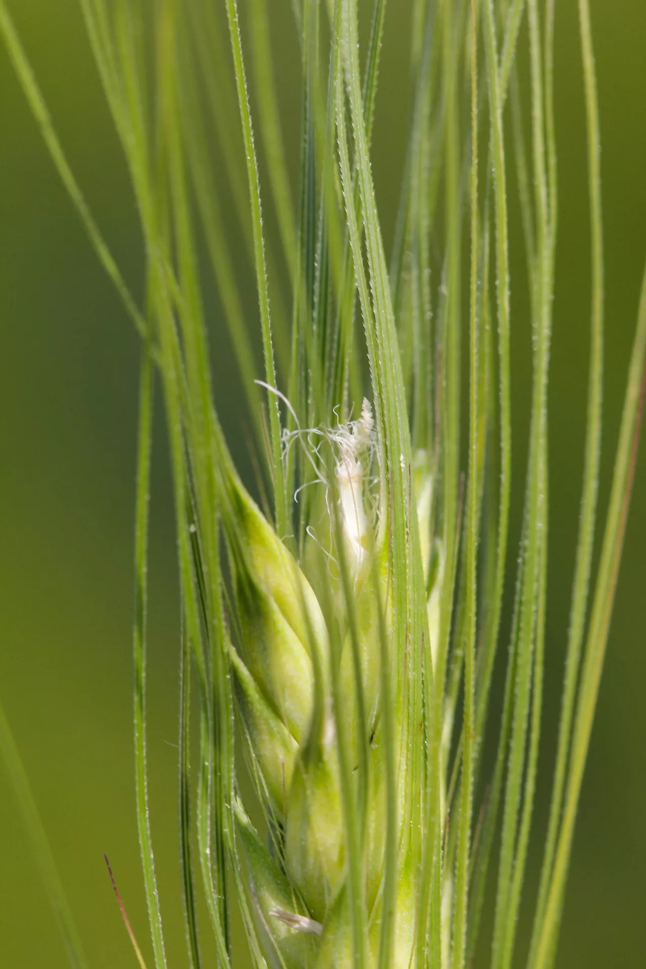 Zamieranie szczytowych kłosków na kłosie jęczmienia