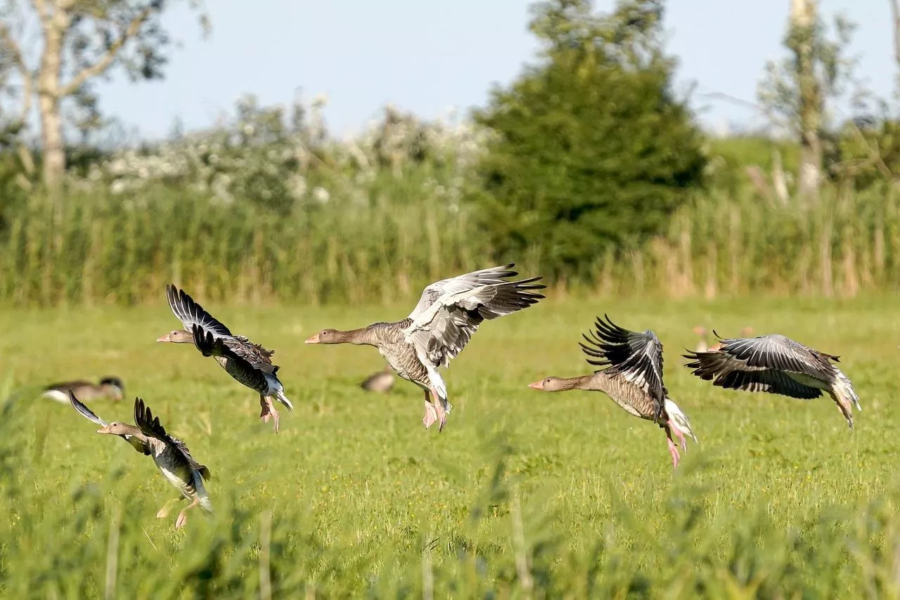 Polscy rolnicy bez odszkodowań, bo sprawcy odlatują. A Niemcy dostają 80 tys. euro