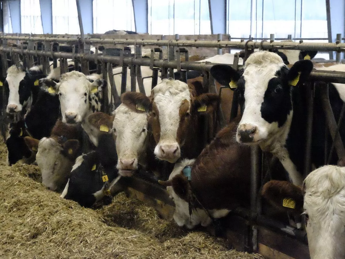 Dopłaty bezpośrednie 2025: rolnicy dostaną zwrot pieniędzy