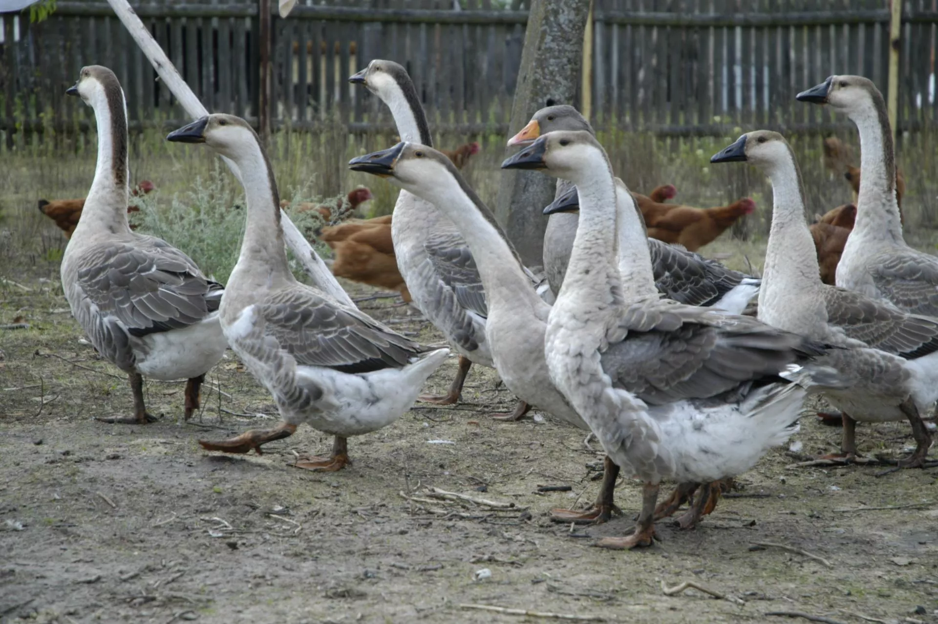 Jak odchować zdrowe gęsi?