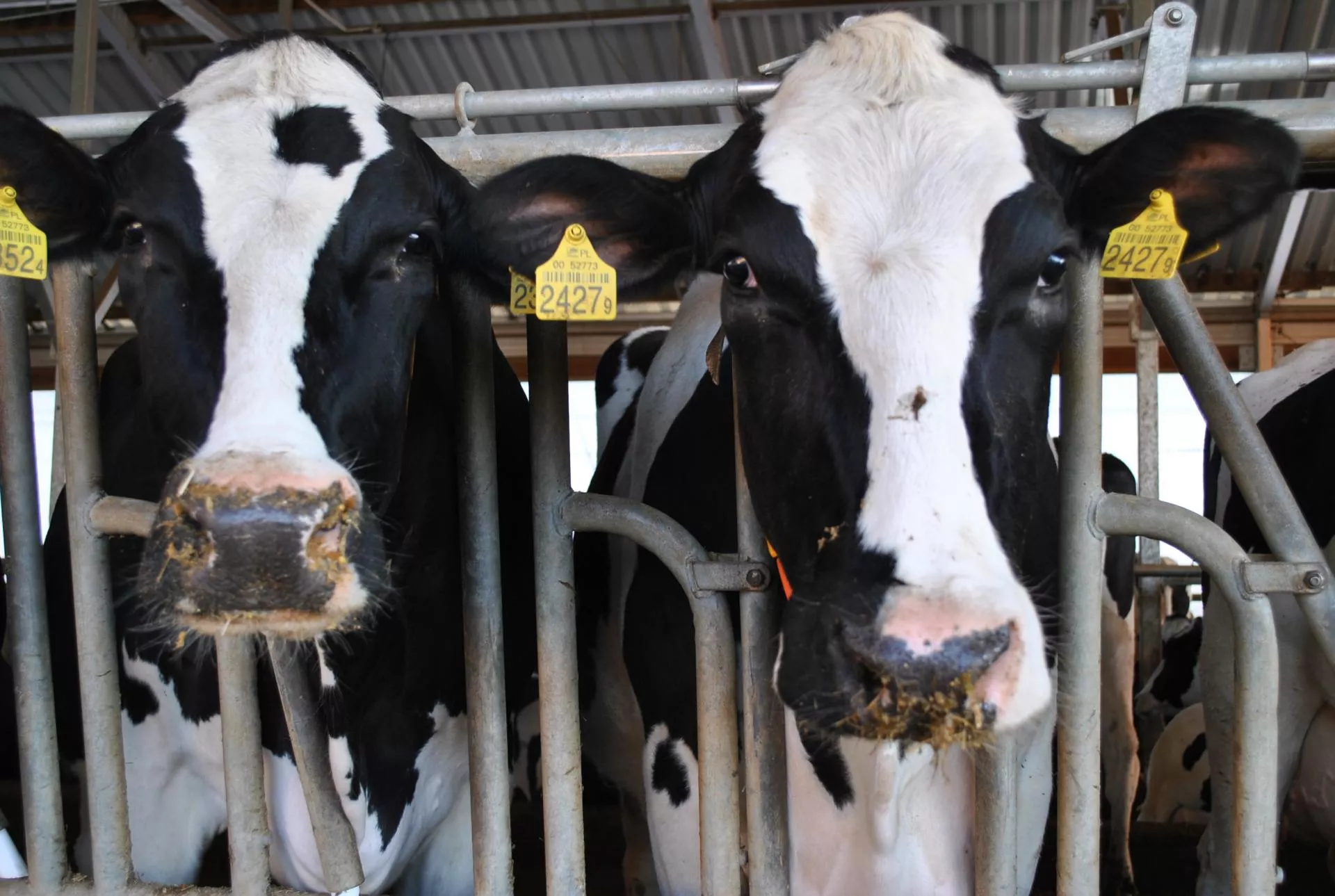 Wzrost NEFA u krów – cichy zwiastun problemów po wycieleniu