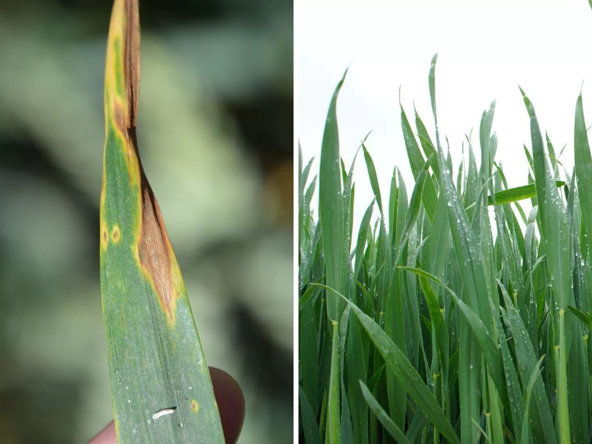 Brunatna plamistość liści: jakie objawy? Kiedy i czym pryskać?