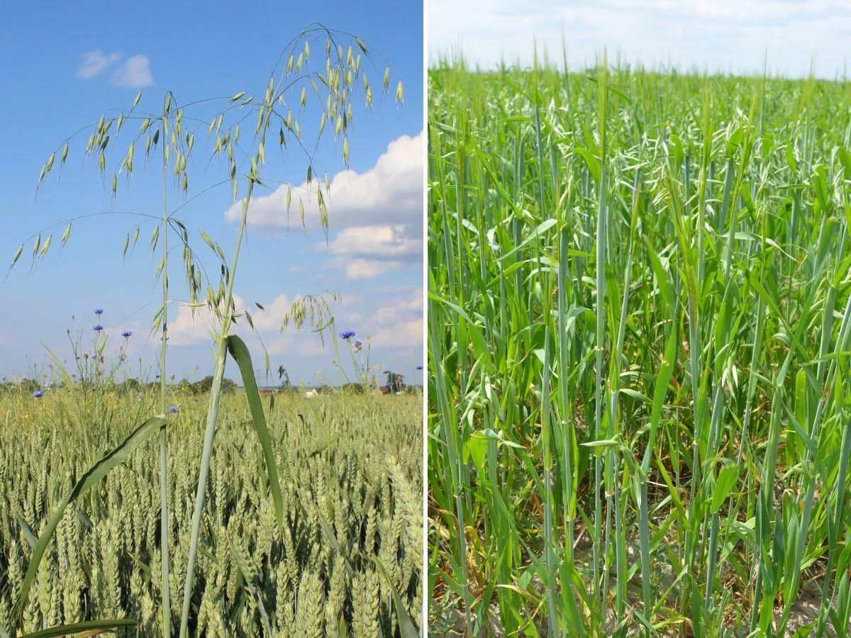 Owies głuchy w zbożach: kiedy pryskać?