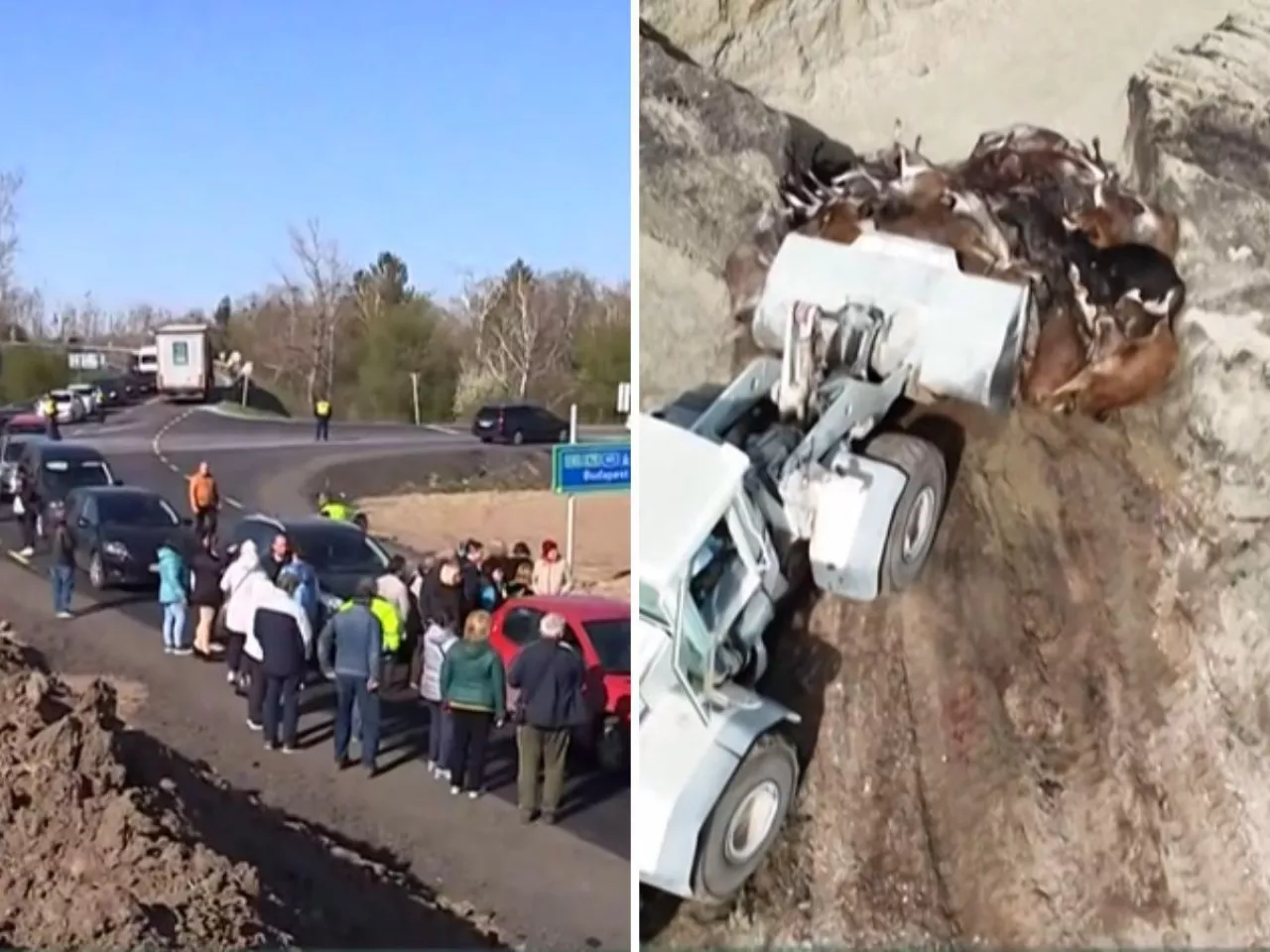 Protest przeciw grzebaniu 3600 sztuk bydła. Mieszkańcy obrzucili ciężarówki jajami [WIDEO]