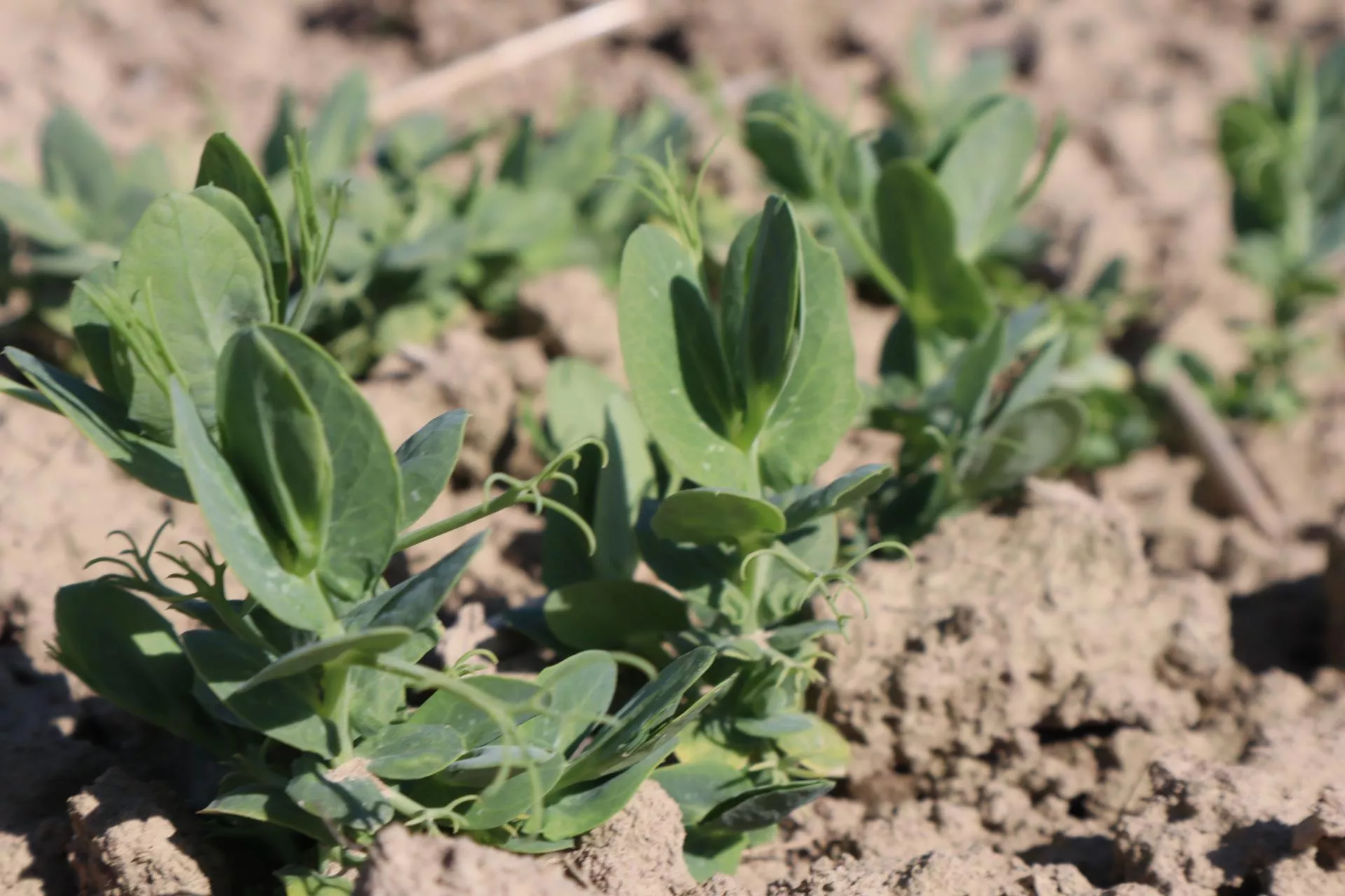 Groch przezimował i to mimo braku okrywy śnieżnej