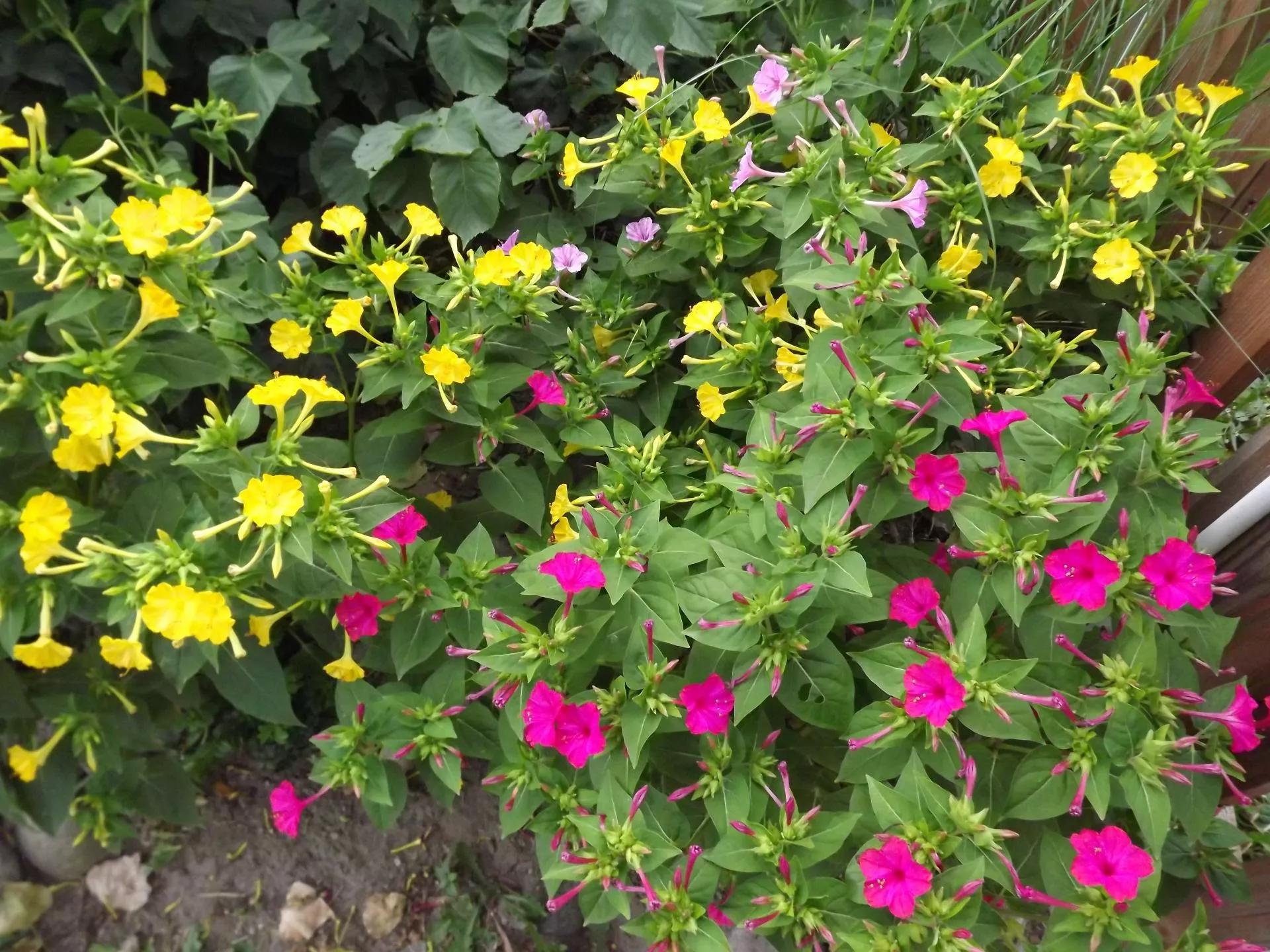 Dziwaczek Jalapa ma świecące kwiaty. Jak go pielęgnować w ogrodzie?