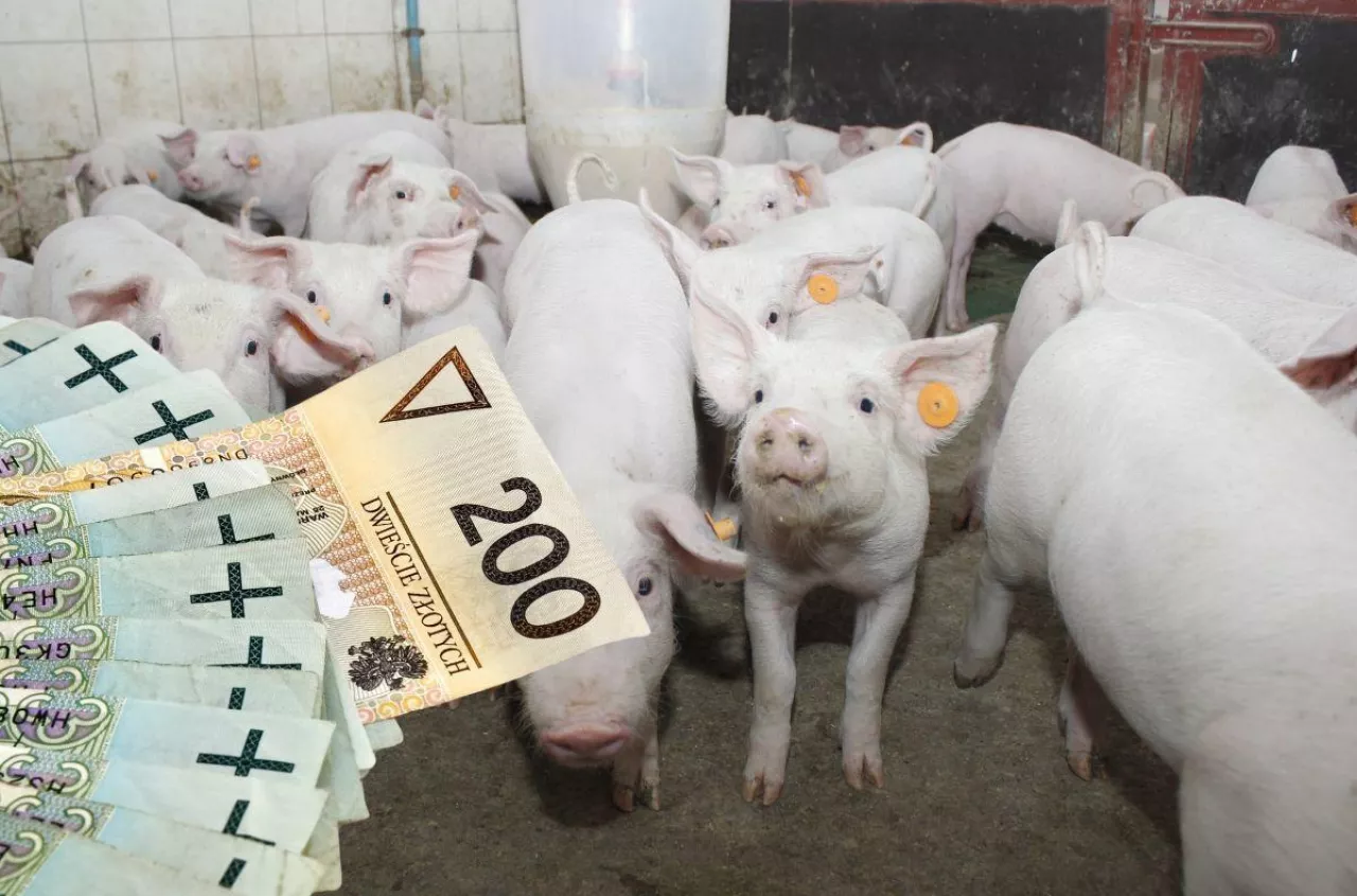 Prosięta droższe o 10 zł. Jakie są aktualne ceny prosiąt? [SONDA]