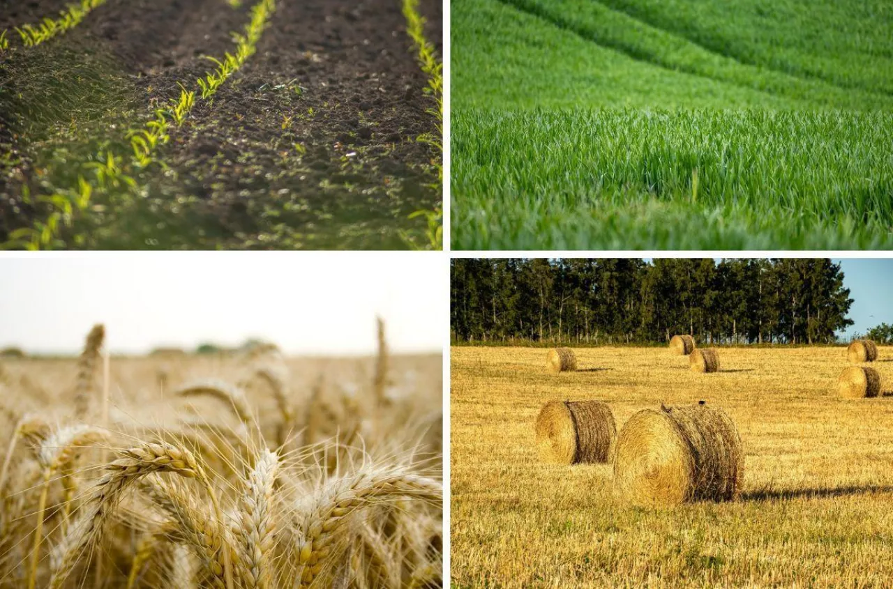 Rośnie import żywności do Polski. Jakich produktów rolnych kupujemy najwięcej i skąd?