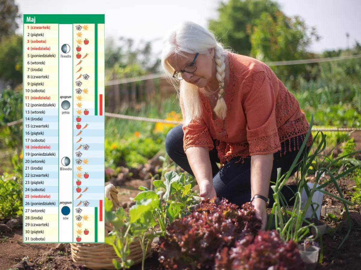 Kalendarz biodynamiczny na maj 2025: kiedy siać marchew i sadzić pomidory?