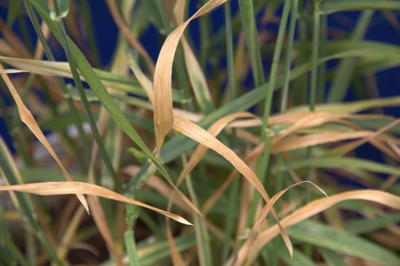 niedobór potasu pszenica