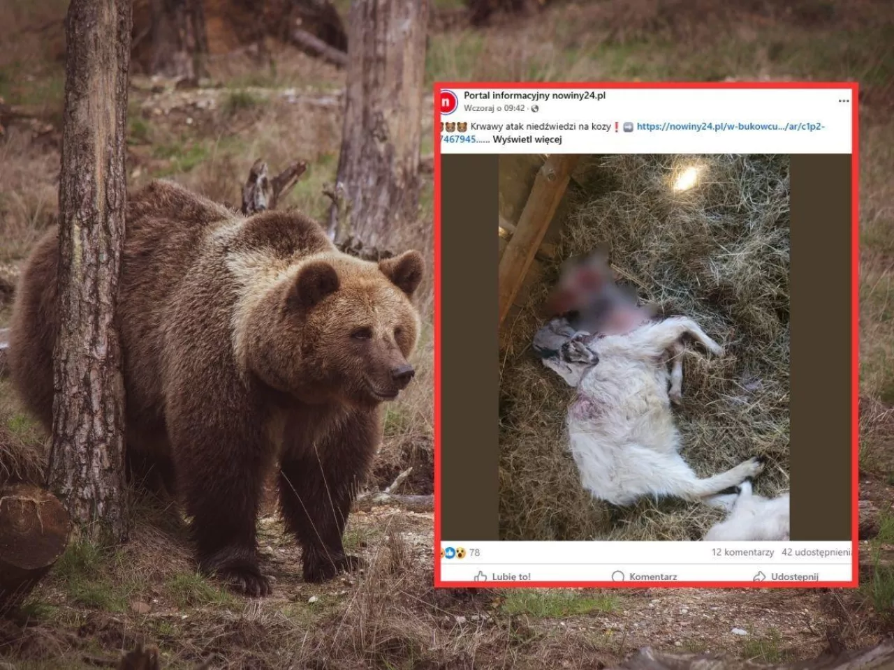 Atak niedźwiedzi na kozy w oborze